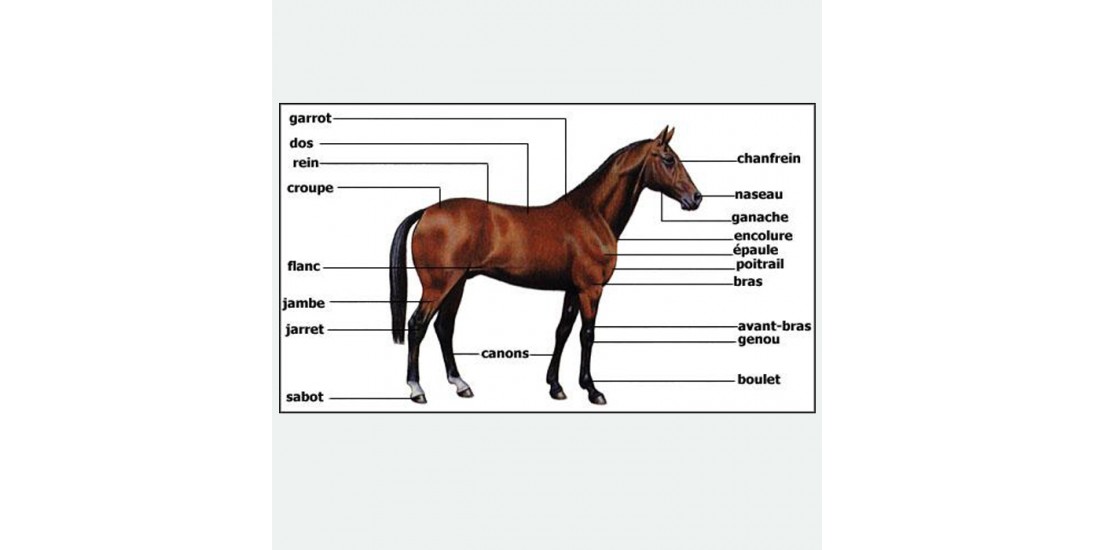 La morphologie du cheval
